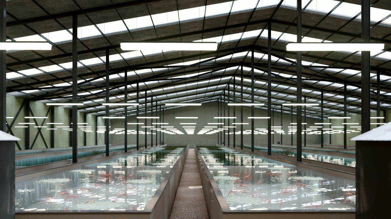 Inside a fully enclosed factory, with rows of raceways holding Kuruma prawns