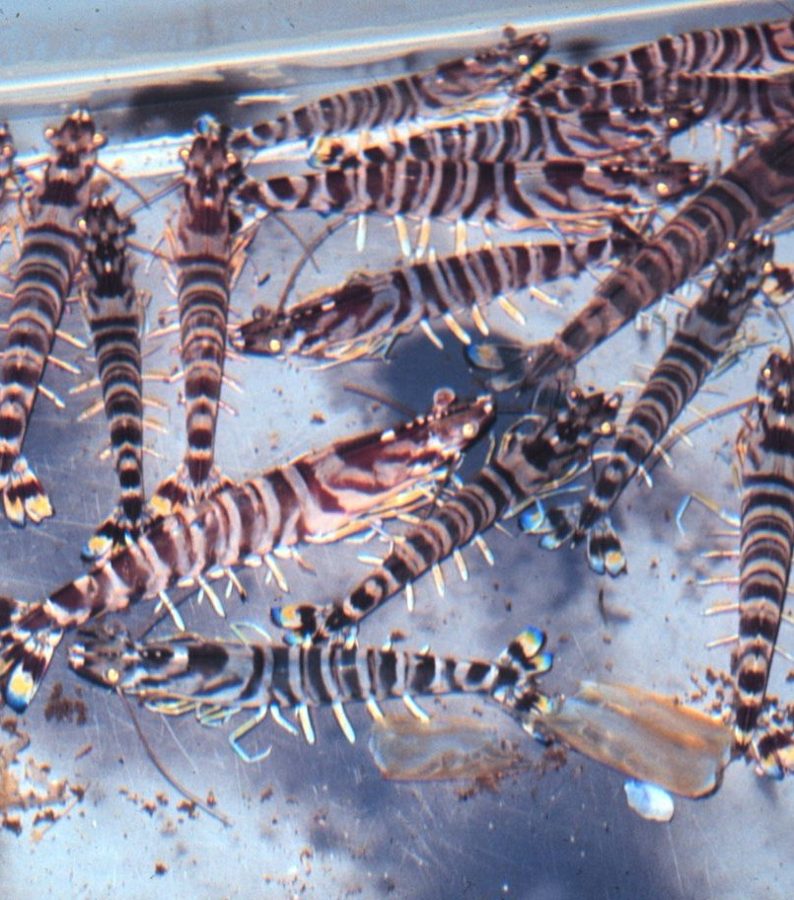 Live Kuruma prawns in a tank